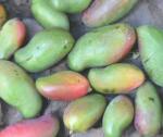 Fournisseur grossiste extraits naturels de fruits au litre