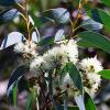 Eucalyptus Globulus Madagascar Huile Essentielle 
