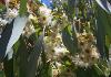 Huile Essentielle Eucalyptus Radie meilleur Prix