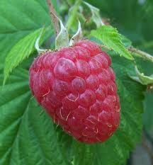 Framboises Huile parfumee 