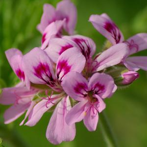 huile essentielle Geranium bourbon:soin de peau-cicatrisant