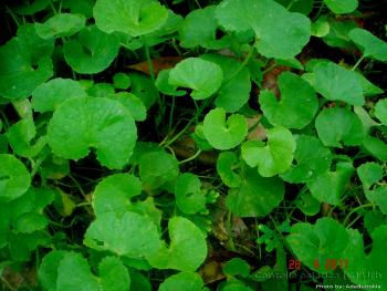 huile essentielle Centella asiatica- baume du tigre