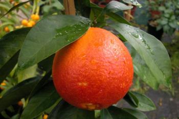 Orange douce Huile Essentielle Bio